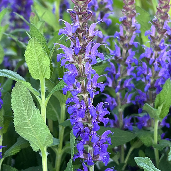 サルビア:スペルバ ボルドーディープブルー3-3.5号ポット