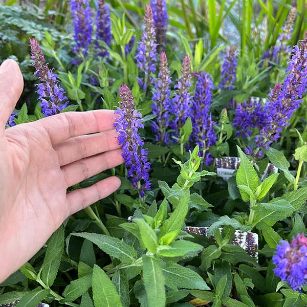 サルビア:スペルバ ボルドーディープブルー3-3.5号ポット