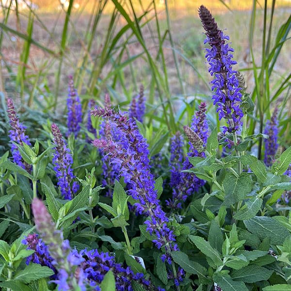 サルビア:スペルバ ボルドーディープブルー3-3.5号ポット