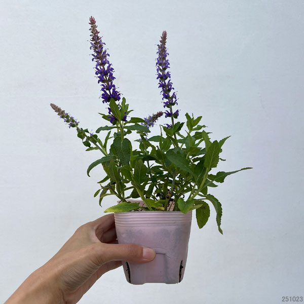 サルビア：スペルバ ボルドーディープブルー3-3.5号ポット