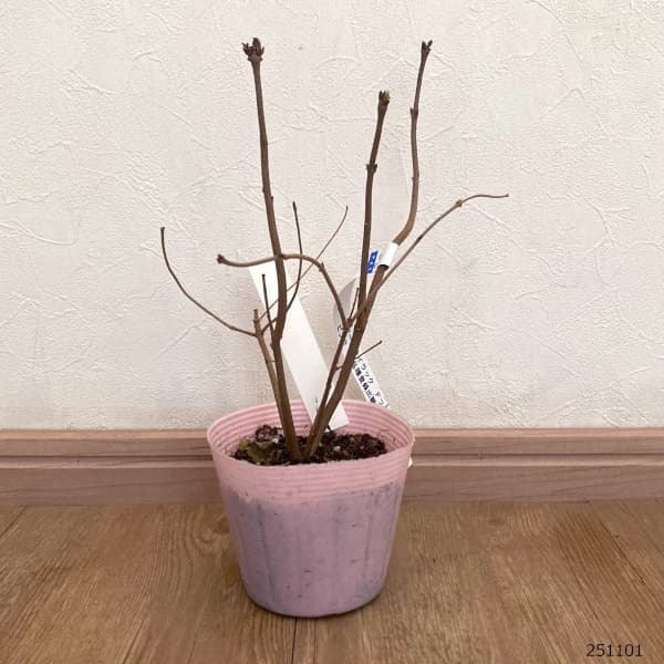 ライラック（ドワーフ・小型）：フラワーフェスティバル　ピンク3.5号ポット