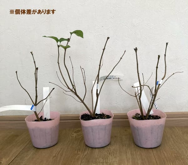 ライラック（ドワーフ・小型）：フラワーフェスティバル　ピンク3.5号ポット