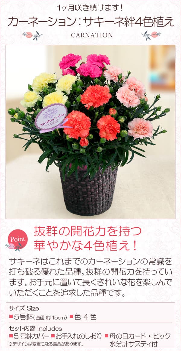園芸ネット本店｜[送料無料][2020年母の日ギフト][予約]カーネーション