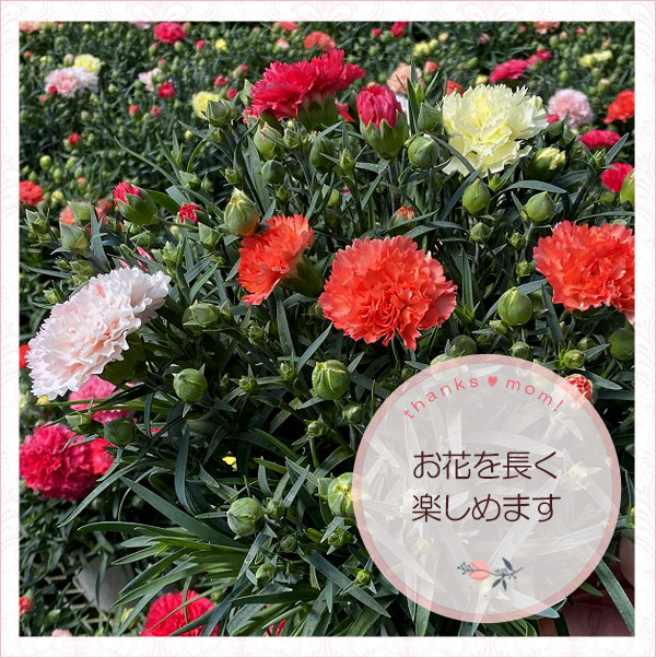 処分セール！ミニカーネーションセット 7色カーネーション＋フィナンシェ・マドレーヌ詰め合わせ ｜ 2023年