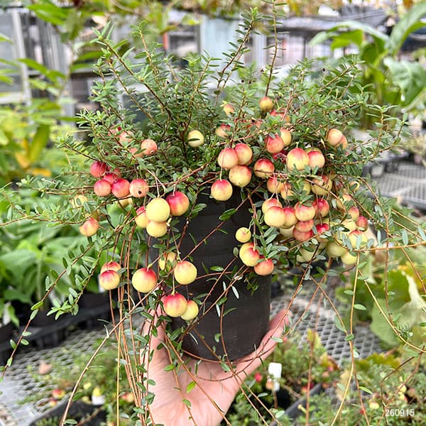 クランベリー（ツルコケモモ）4.5号鉢植え[実付き]