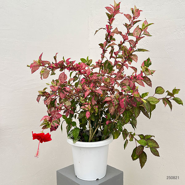 (わけあり特価)ハイビスカス:あかね 7号鉢植え