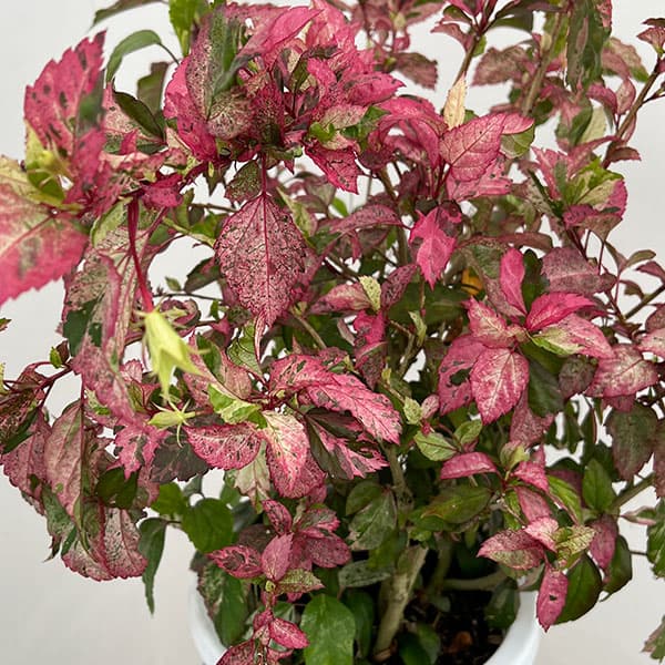 (わけあり特価)ハイビスカス:あかね 7号鉢植え