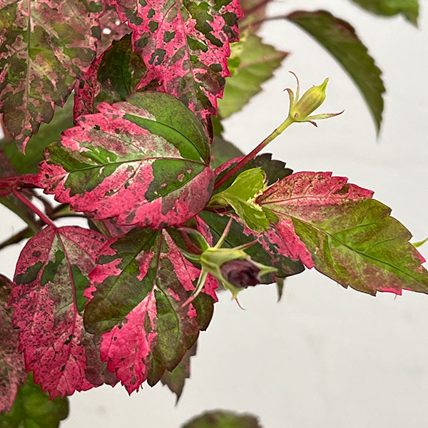 (わけあり特価)ハイビスカス:あかね 7号鉢植え