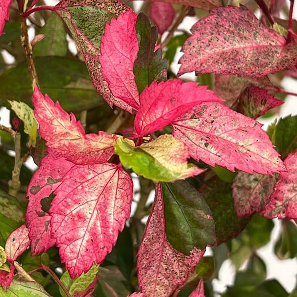 (わけあり特価)ハイビスカス:あかね 7号鉢植え
