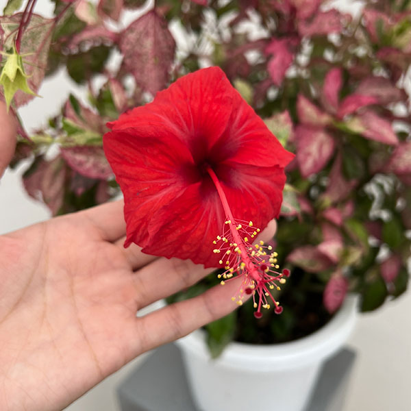 (わけあり特価)ハイビスカス:あかね 7号鉢植え