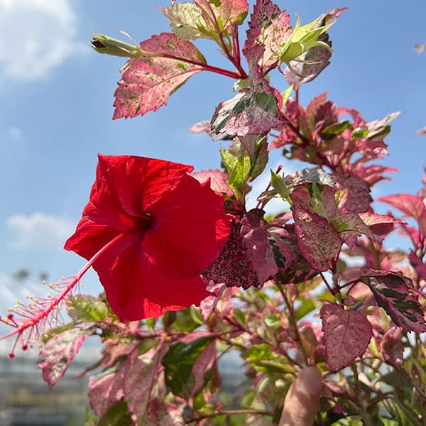 (わけあり特価)ハイビスカス:あかね 7号鉢植え
