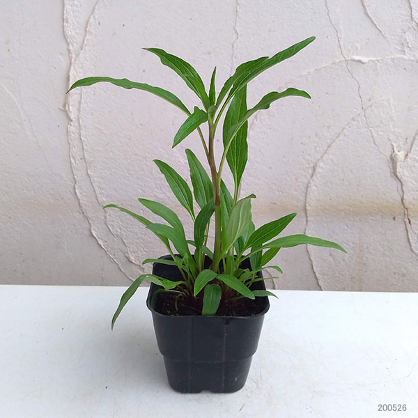 エキナセア：ホットパパイヤ3号ポット