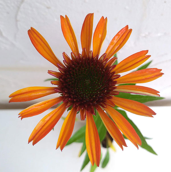 エキナセア：ホットパパイヤ3号ポット