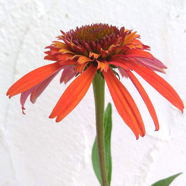 エキナセア：ホットパパイヤ3号ポット