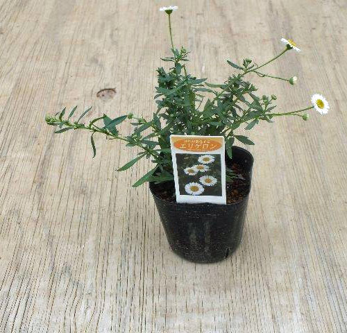 エリゲロン スターローン3号ポット