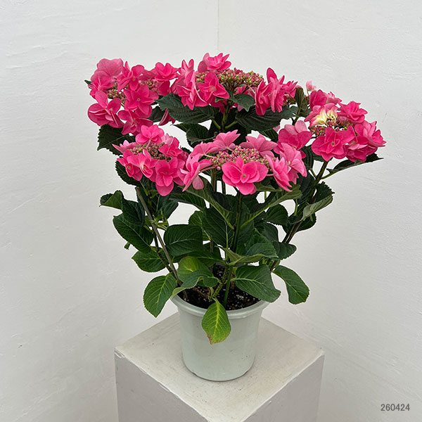 アジサイ：ポージィーブーケミミ（アカ）5号鉢植え