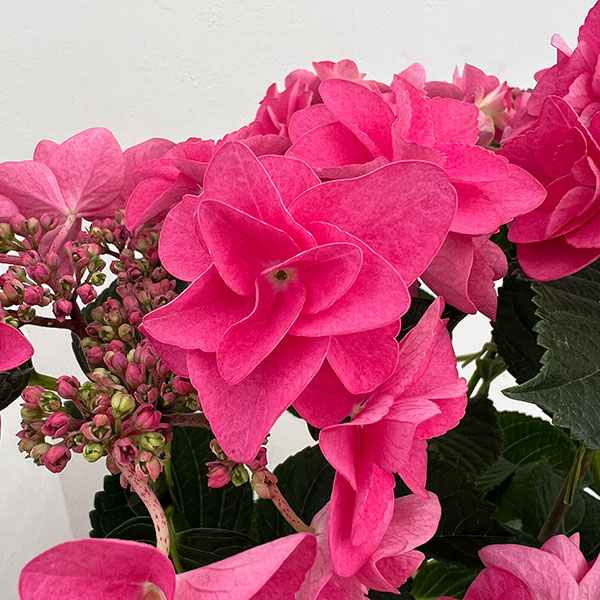 アジサイ：ポージィーブーケミミ（アカ）5号鉢植え