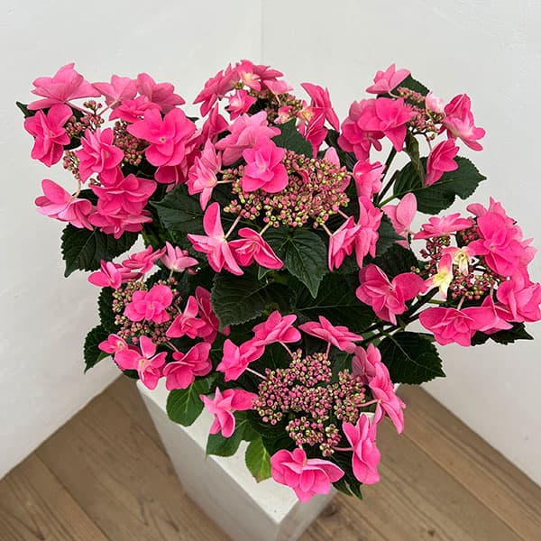 アジサイ：ポージィーブーケミミ（アカ）5号鉢植え