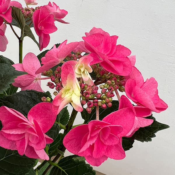 アジサイ：ポージィーブーケミミ（アカ）5号鉢植え