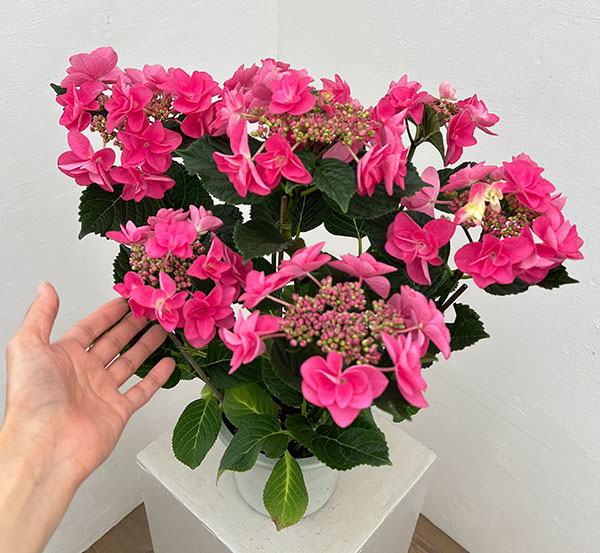 アジサイ：ポージィーブーケミミ（アカ）5号鉢植え
