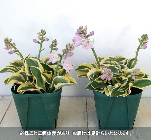ギボウシ:マイティーマウス4号ポット