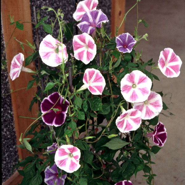 [送料無料]アサガオ曜白朝顔おまかせ花色ミックス2.5号ポット40株セット