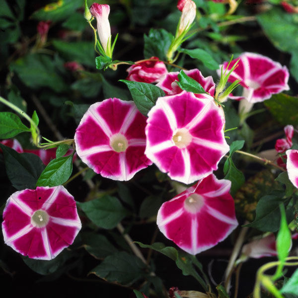 [送料無料]アサガオ曜白朝顔おまかせ花色ミックス2.5号ポット40株セット