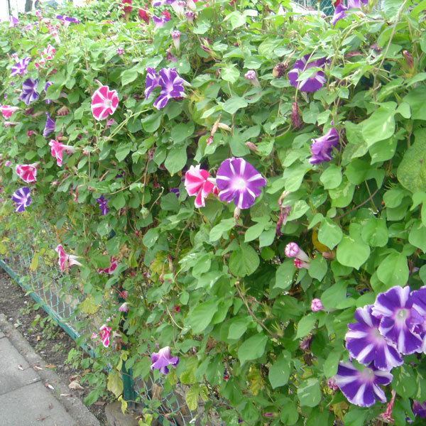 [送料無料]アサガオ曜白朝顔おまかせ花色ミックス2.5号ポット40株セット