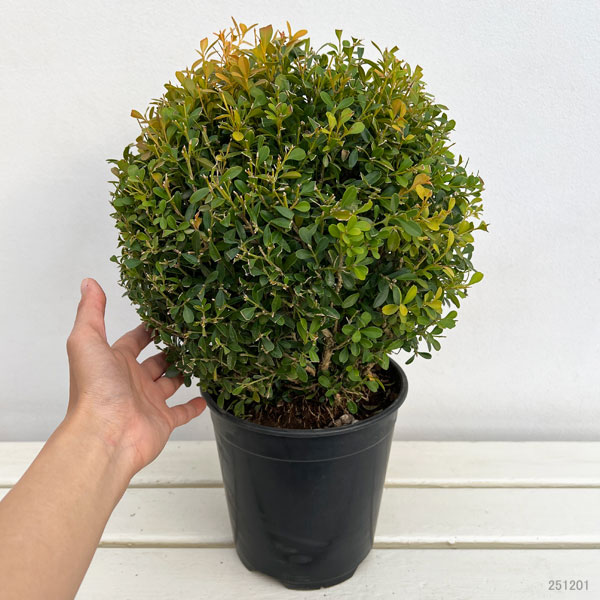 クサツゲ玉仕立て6号ポット