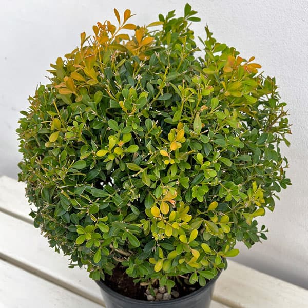 クサツゲ玉仕立て6号ポット