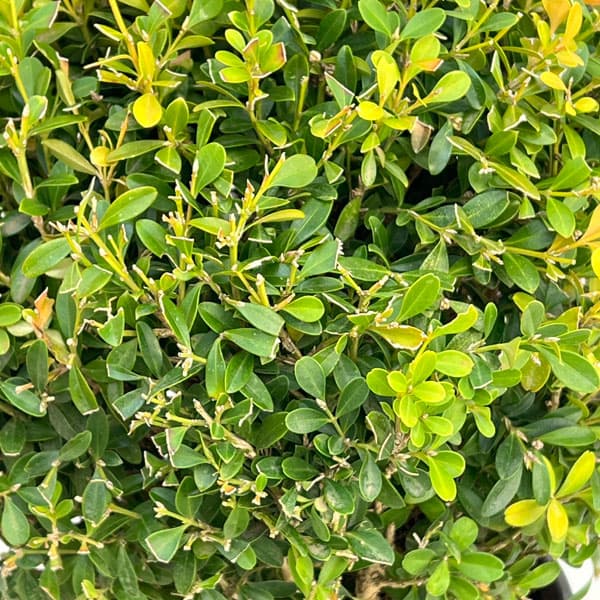 クサツゲ玉仕立て6号ポット