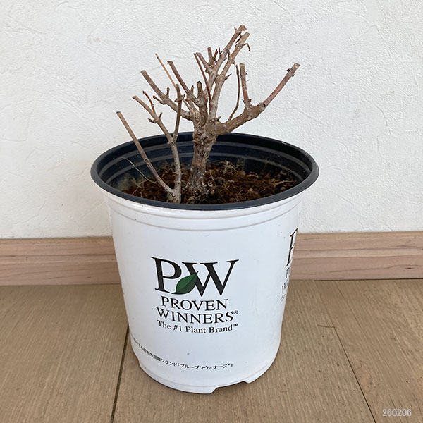 ノリウツギ（糊空木）：ミニホイップ6号鉢植え（旧：リトルホイップ）