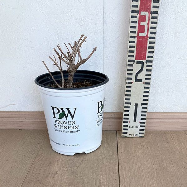 ノリウツギ（糊空木）：ミニホイップ6号鉢植え（旧：リトルホイップ）