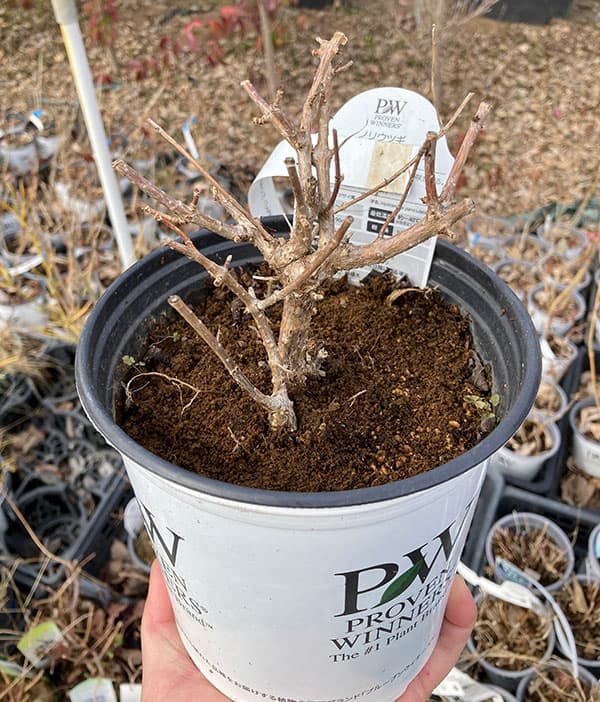 ノリウツギ（糊空木）：ミニホイップ6号鉢植え（旧：リトルホイップ）