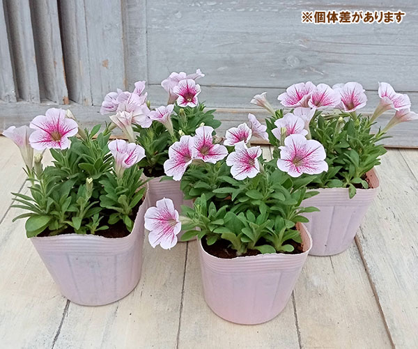 ペチュニア:華劇(かげき) ラズベリーアイス3.5号ポット 12株セット