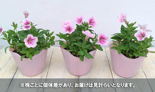 ペチュニア:華劇(かげき) ラズベリーアイス3.5号ポット 12株セット