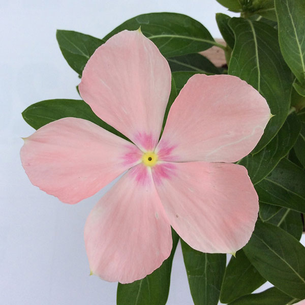 [26年6月中下旬予約]ニチニチソウ（這性）：メディトレニアン　ピーチ3～3.5号ポット