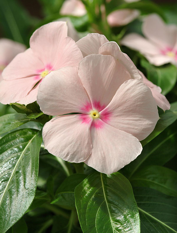 [26年6月中下旬予約]ニチニチソウ（這性）：メディトレニアン　ピーチ3～3.5号ポット