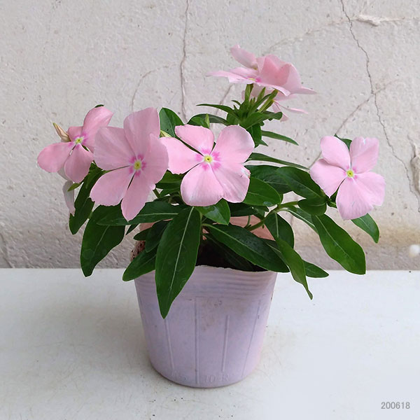 [26年6月中下旬予約]ニチニチソウ（這性）：メディトレニアン　ピーチ3～3.5号ポット