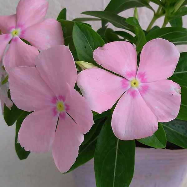 [26年6月中下旬予約]ニチニチソウ（這性）：メディトレニアン　ピーチ3～3.5号ポット