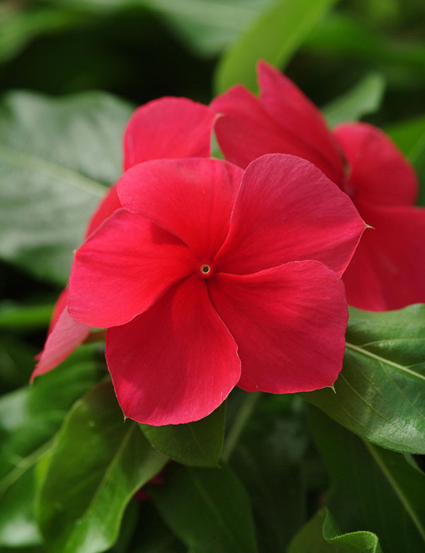 [26年6月中下旬予約]ニチニチソウ（這性）：メディトレニアン　レッド3～3.5号ポット