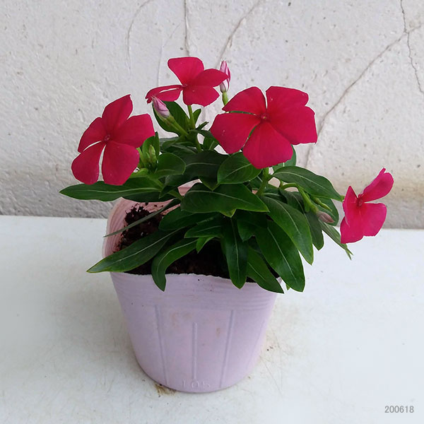 [26年6月中下旬予約]ニチニチソウ（這性）：メディトレニアン　レッド3～3.5号ポット