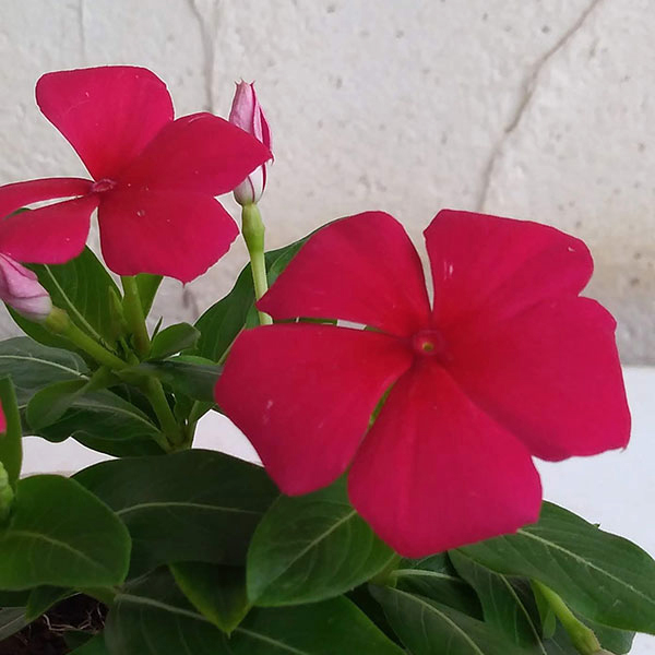 [26年6月中下旬予約]ニチニチソウ（這性）：メディトレニアン　レッド3～3.5号ポット