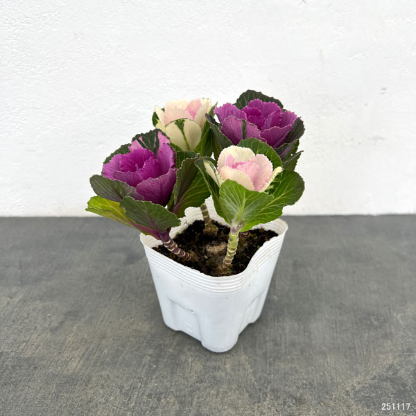 ハボタン: ルシール2色ミックス4本仕立て3.5号ポット