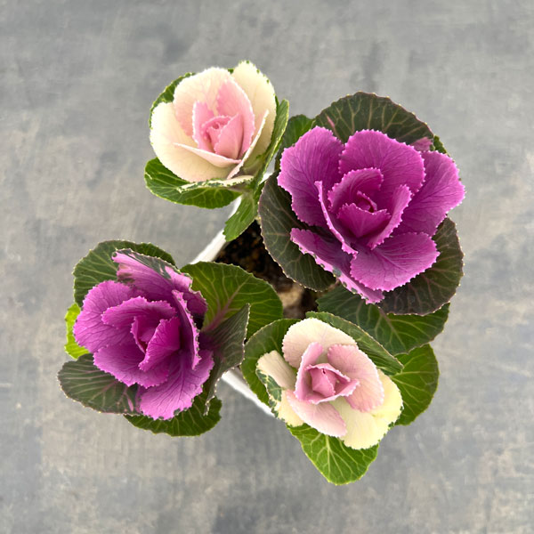 ハボタン: ルシール2色ミックス4本仕立て3.5号ポット