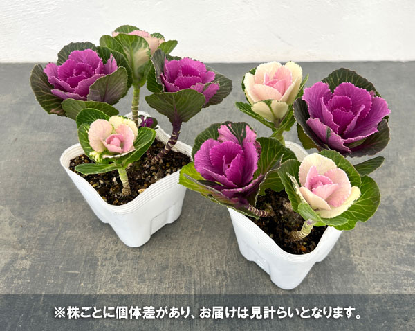 ハボタン: ルシール2色ミックス4本仕立て3.5号ポット