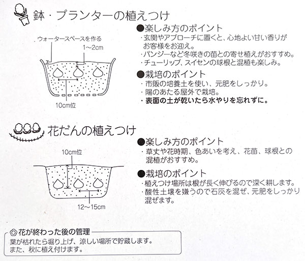 [棚卸セール]ヒヤシンス（ガーデン用）：ウッドストック 3球入り