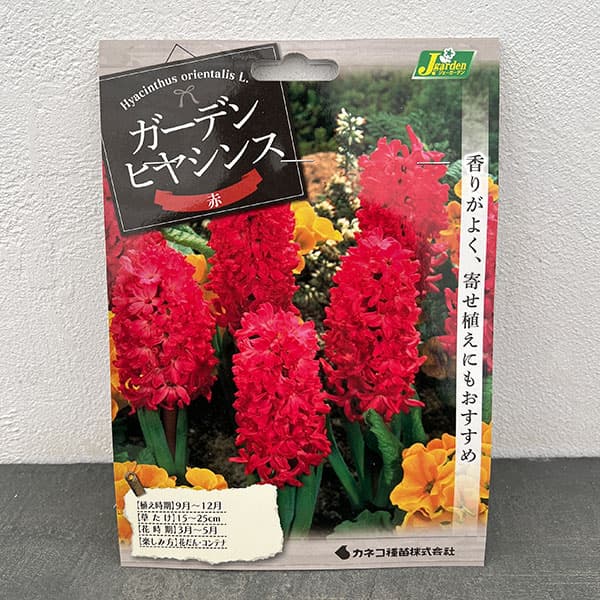 ヒヤシンス（ガーデン用）：ジャンボス 3球入り