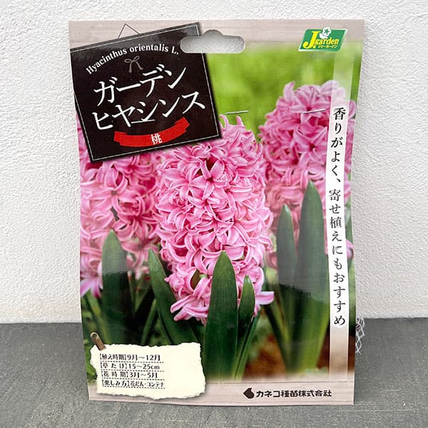 ヒヤシンス（ガーデン用）：ピンクパール 3球入り