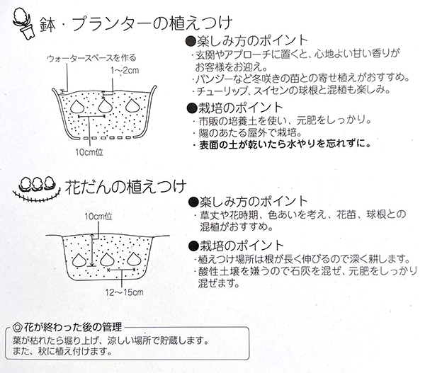 ヒヤシンス(ガーデン用):カーネギー 3球入り 2袋セット